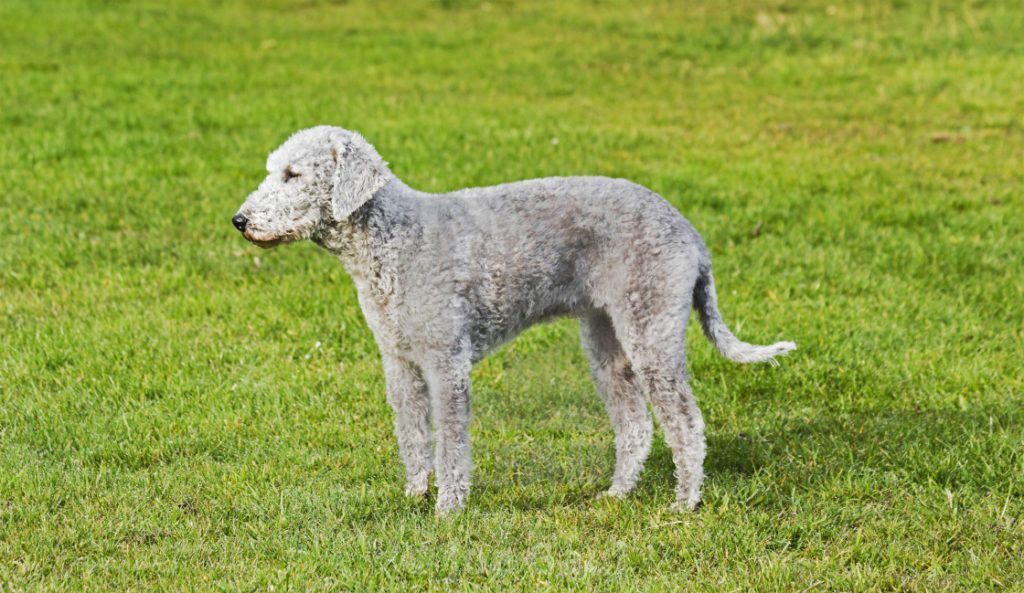 bedlington-terrier-parado-1024x593-3442528-4133253-7331761-9530012