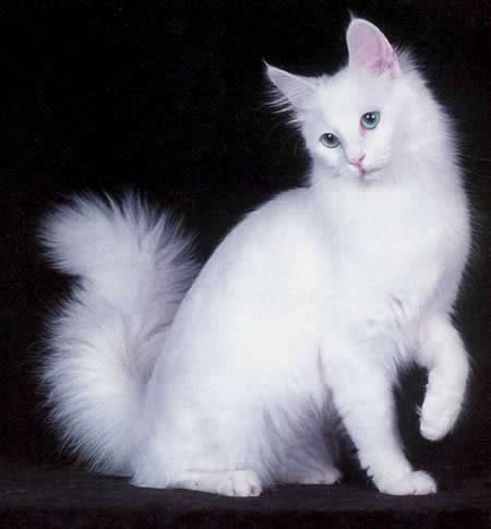 banho em gatos