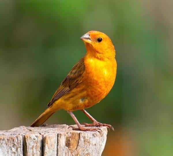 10 Animais Ovíparos - Aves animais ovíparos